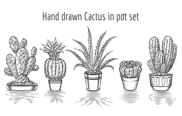 Beauty cacti. Hand drawn cactus in pot set. Plant art , element floral houseplant. 