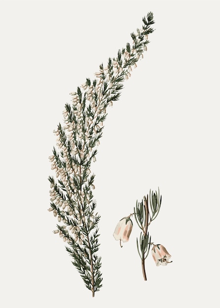 Free vector bell heather heath