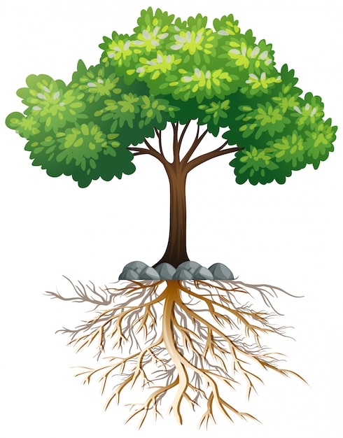 Free Vector big green tree with roots underground on white