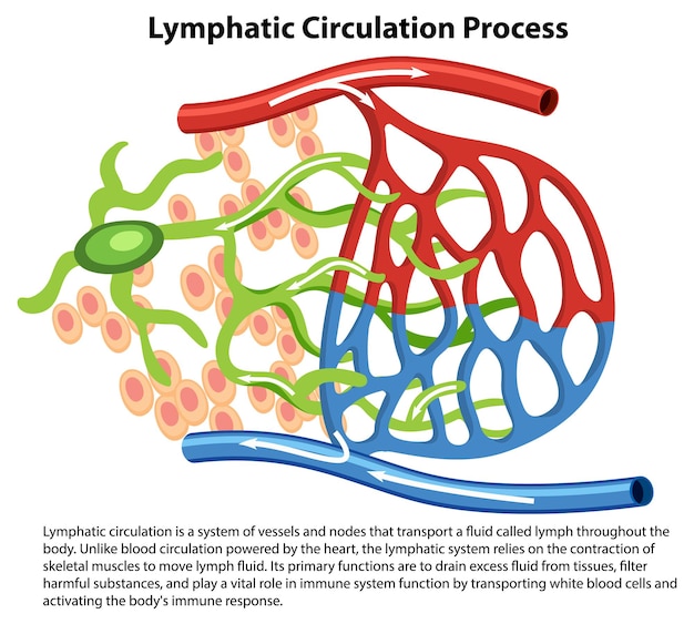 Free Vector biology of lymphatic circulation process a vector cartoon illustration