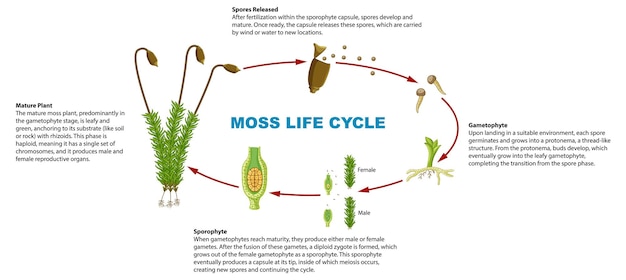 Free vector biology study moss plant life cycle infographic