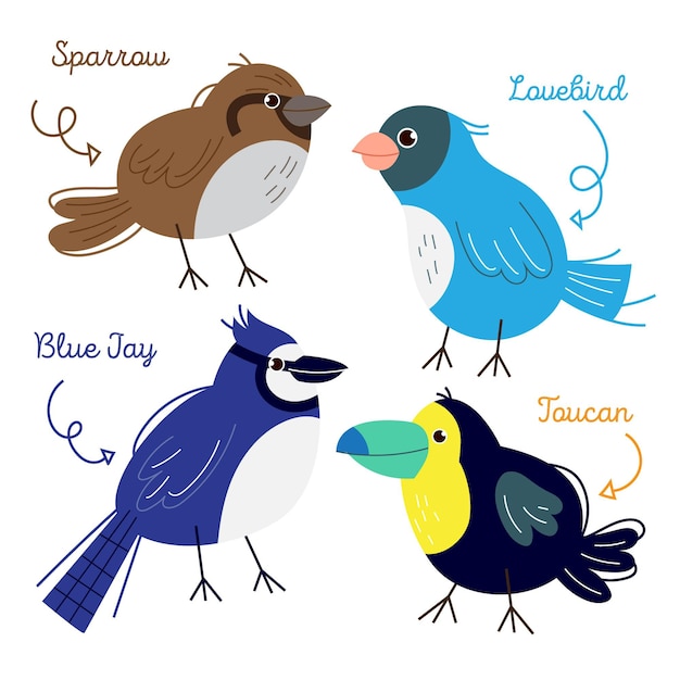 Free Vector bird collection drawing design