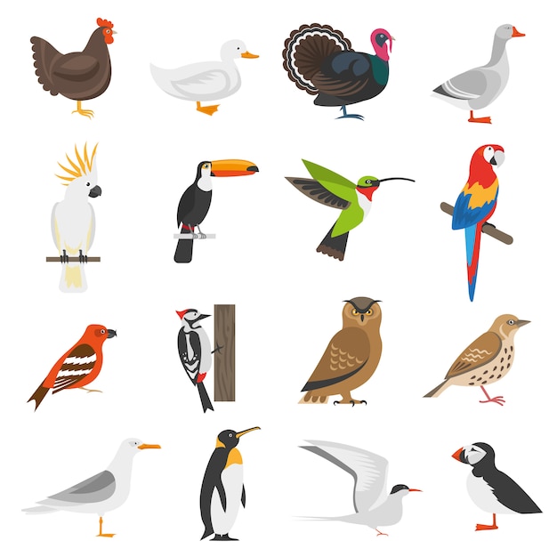 Bird Flat Color Icons Set