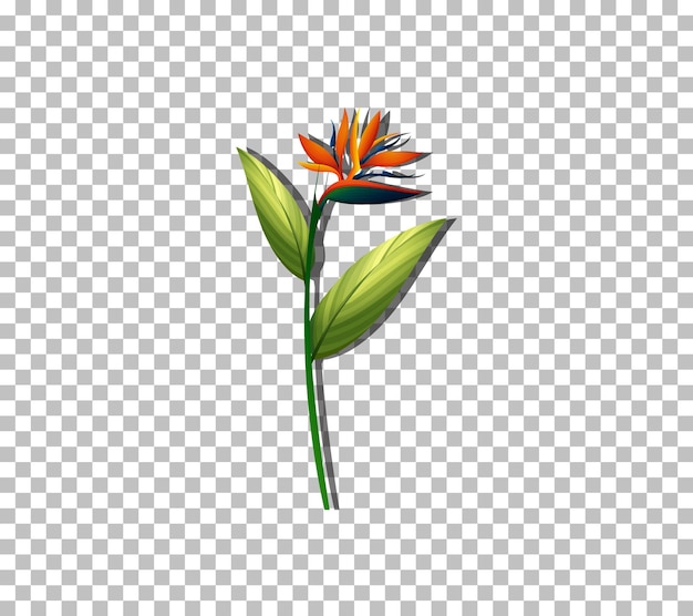 Free vector bird of paradise flower on transparent background