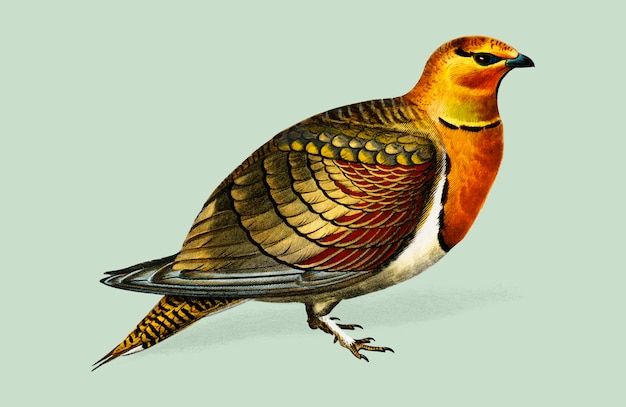 Free Vector bird 