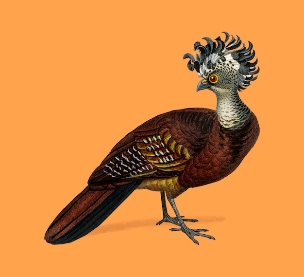 Free Vector bird 