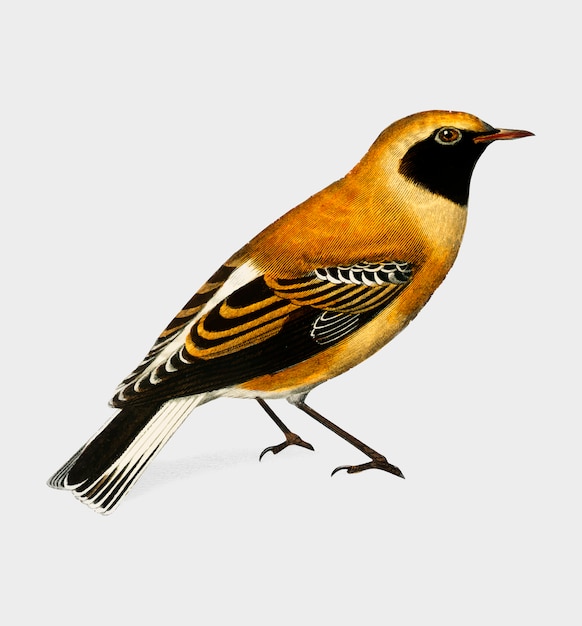 Free vector bird