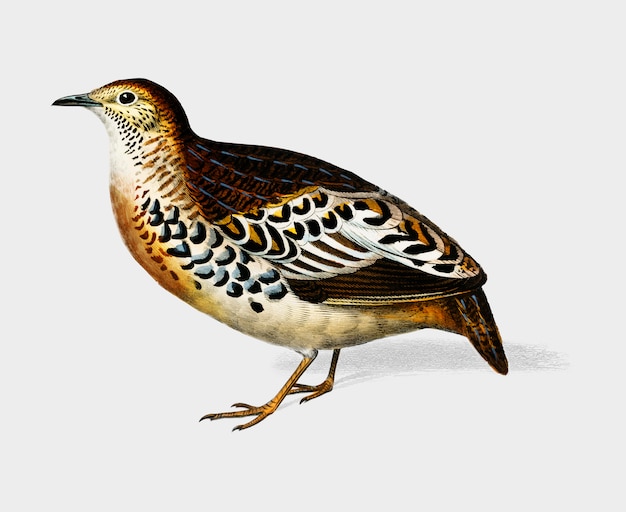 Free Vector bird 