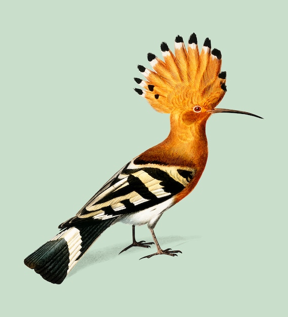 Free Vector bird 