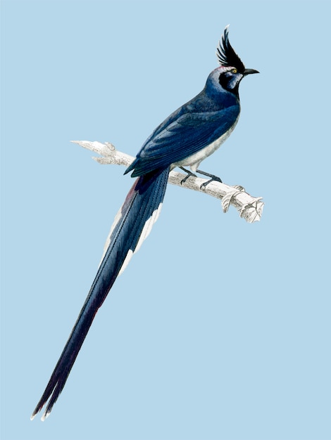 Free vector bird