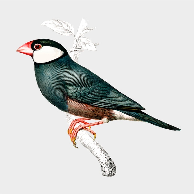 Free vector bird