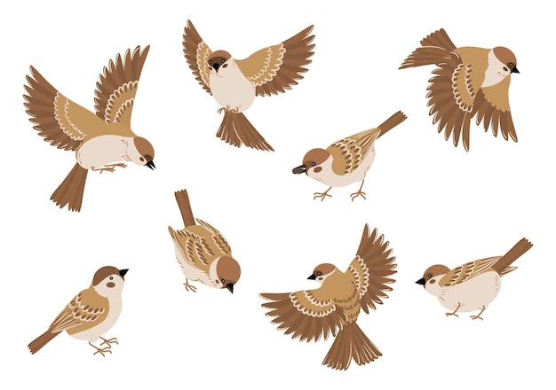 Free Vector birds cartoon set with isolated images of sparrows various poses flying and sitting on blank background vector illustration