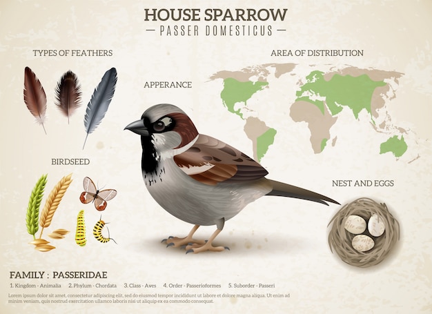 Free vector birds scheme composition with realistic image of sparrow and images of feathers seeds and world map