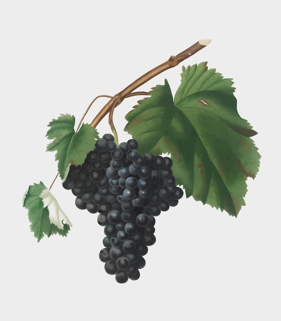 Free Vector black canaiolo grapes from pomona italiana illustration