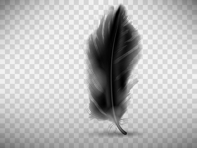 Black fluffy feather with shadow realistic