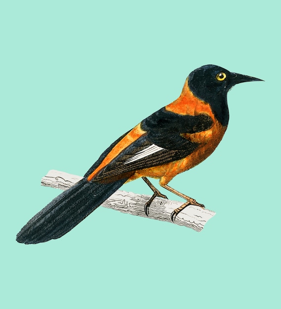 Free Vector black-hooded oriole (xanthornus aurantius) illustrated by charles dessalines d'orbigny 