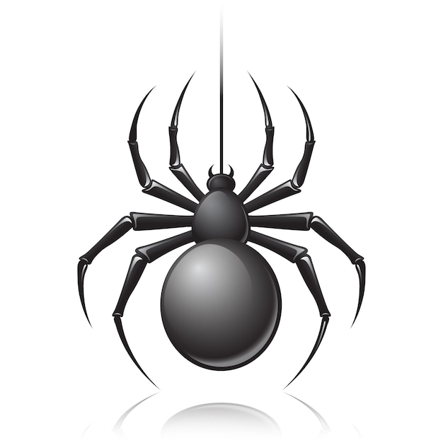 Black spider