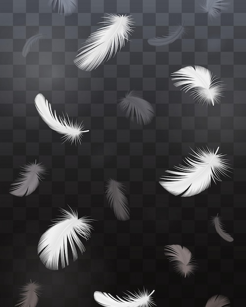 Free vector black and white bird feathers realistic transparent set isolated