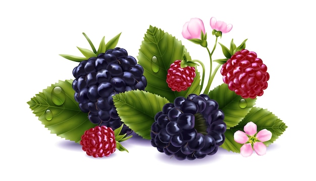 Free Vector blackberry realistic composition with ripe and underripe berries flowers and leaves vector illustration