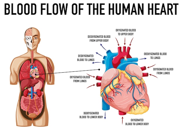 Free Vector blood flow of human heart