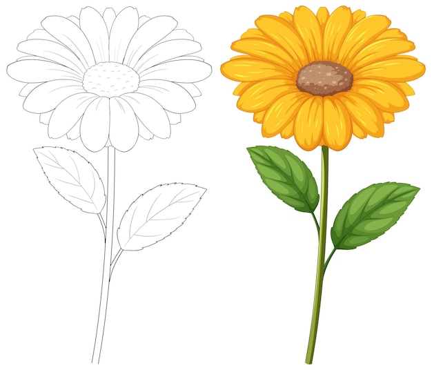 Free Vector bloom and sketch a floral contrast