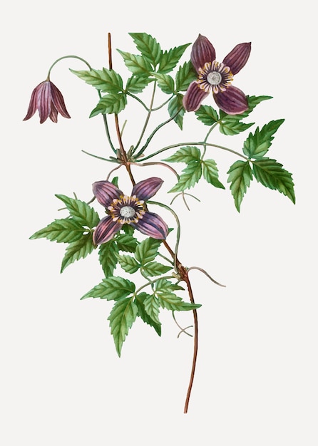 Free Vector blooming alpine clematis flowers