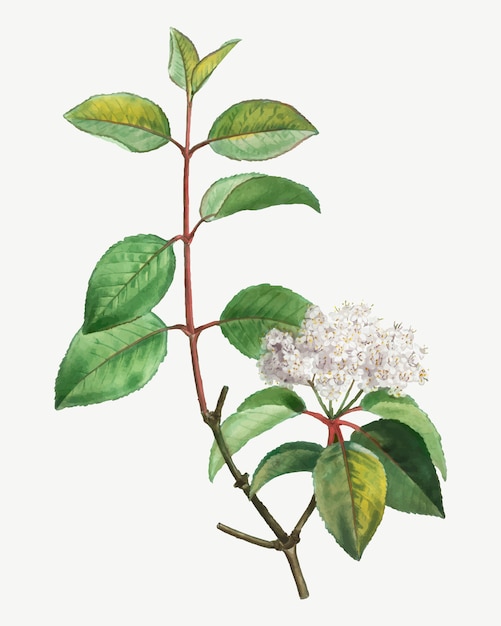 Free Vector blooming blackhaw tree