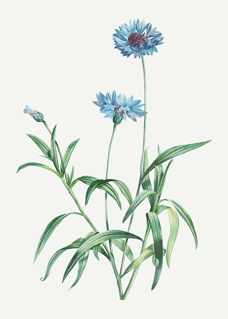 Blooming blue cornflowers