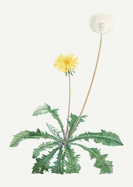 Blooming Dandelion