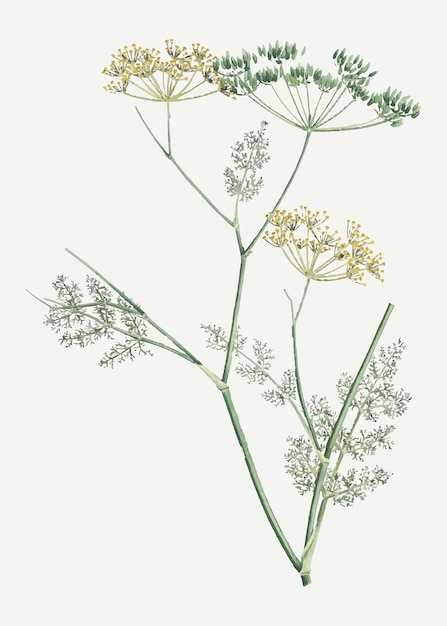 Blooming fennel