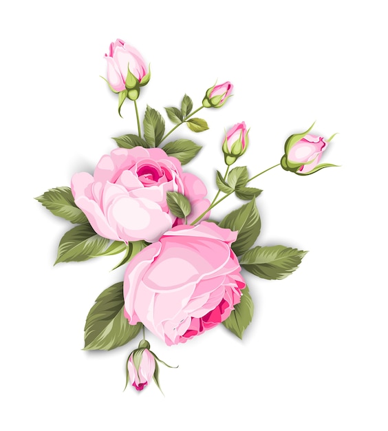 Free Vector blooming rose on the white background