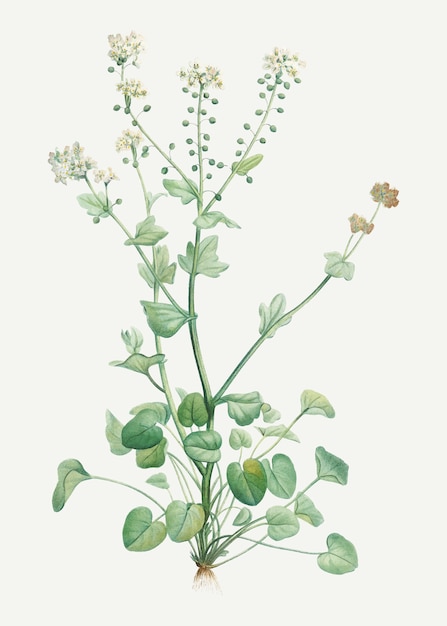 Free vector blooming scurvy grass