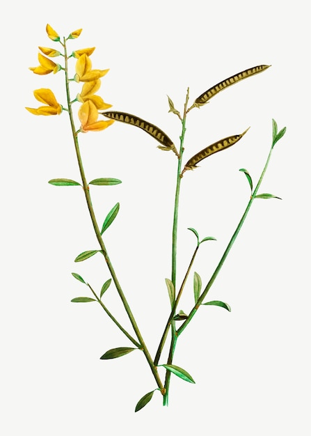 Free Vector blooming spanish broom