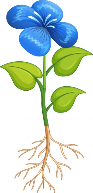 Blue flower with green leaves and roots on white background