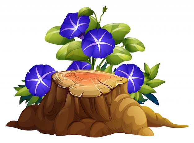 Free Vector blue morning glory flowers and stump on white background