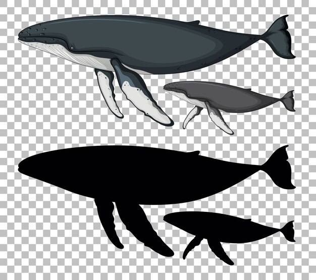 Blue whale and baby blue whale with its silhouette on transparent 