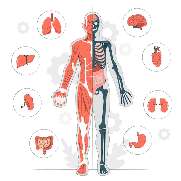 Body anatomy concept illustration