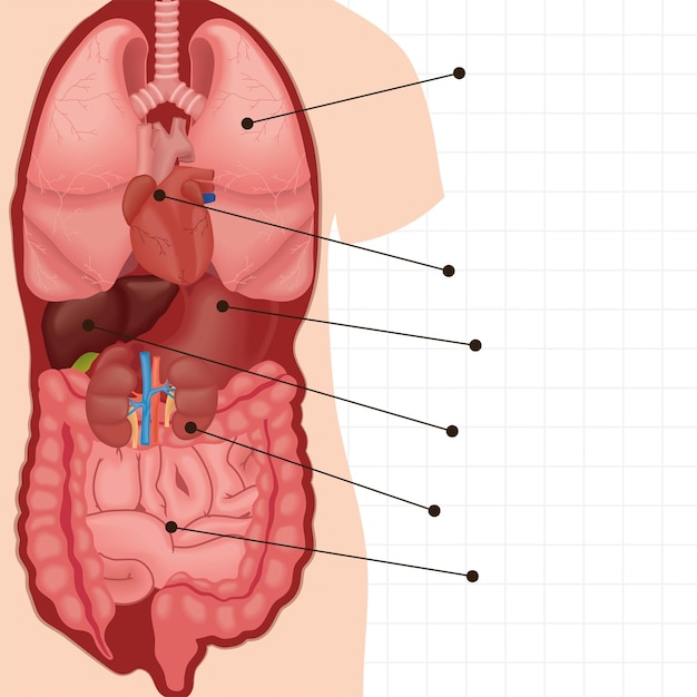 Free vector body internal organs