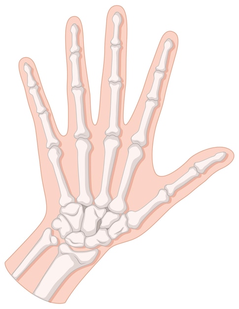 Free vector bone inside the human hand