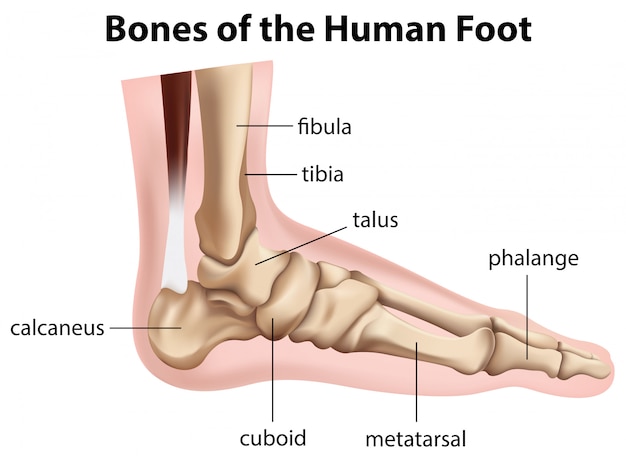 Bones of the human foot