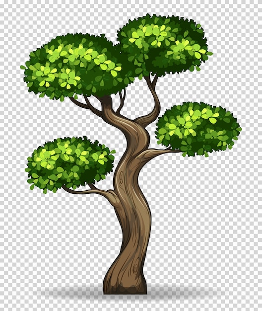 Free Vector bonsai tree on transparent