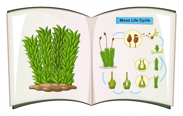 Free Vector book showing life cycle of moss