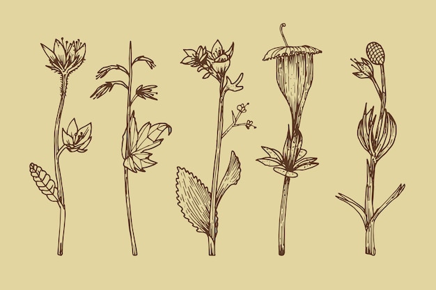 Free Vector botanic herbs & wild flowers in vintage style