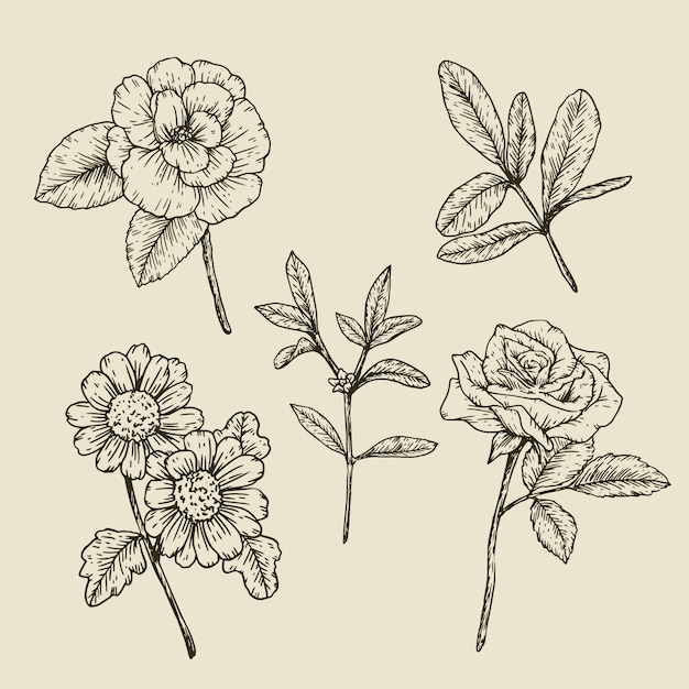 Free Vector botanic herbs & wild flowers in vintage style