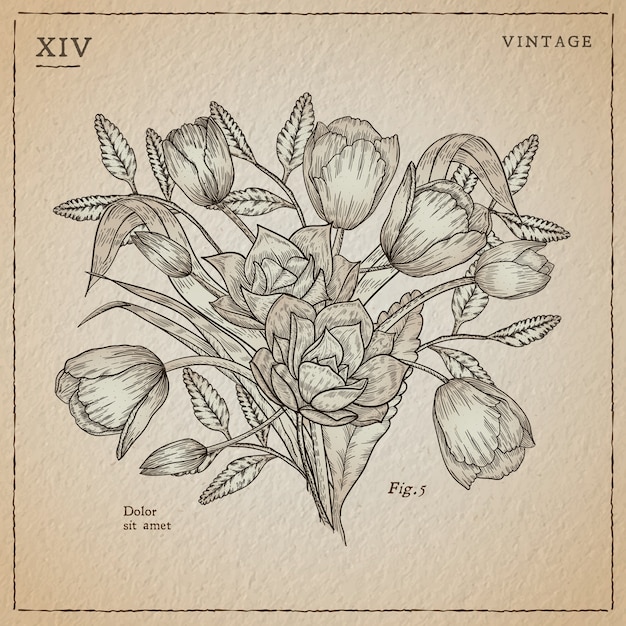 Free Vector botanic herbs & wild flowers in vintage style