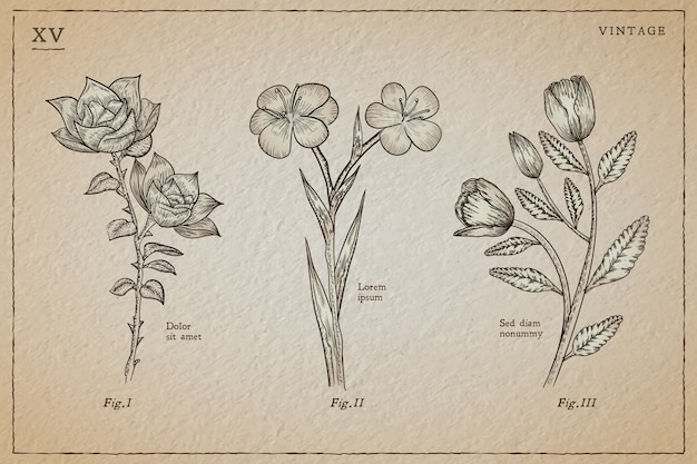 Free Vector botanic herbs & wild flowers in vintage style