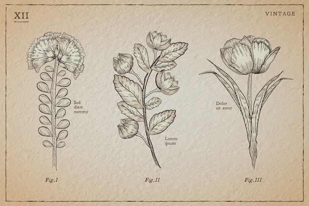 Free vector botanic herbs & wild flowers in vintage style