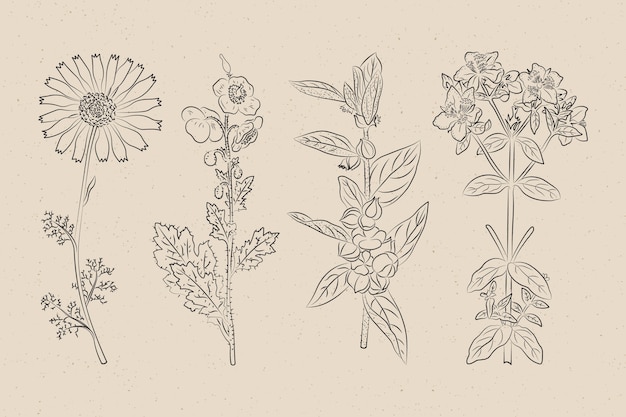 Botanic herbs & wild flowers in vintage style