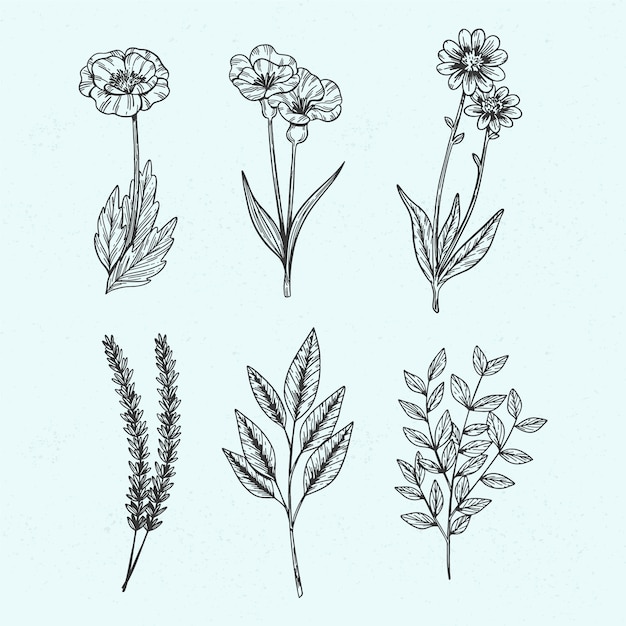 Free Vector botanic wild herbs in vintage style