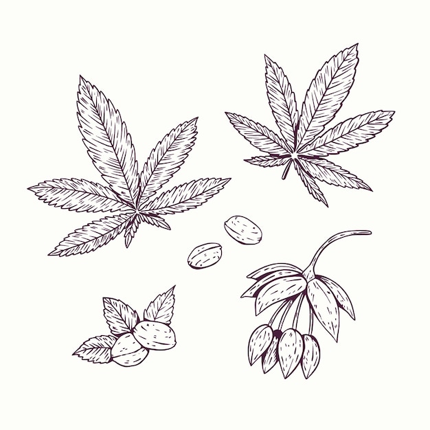 Free Vector botanical cannabis leaves collection